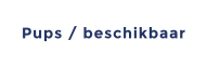 Pups / beschikbaar